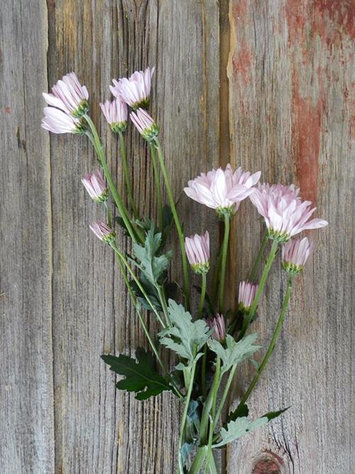 DAISY  LAVENDER POMPONS